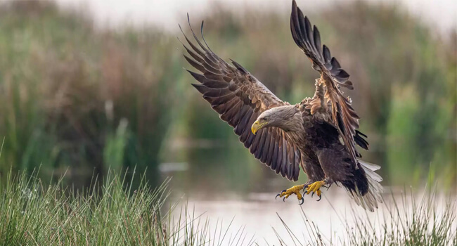 Seeadler im Anflug