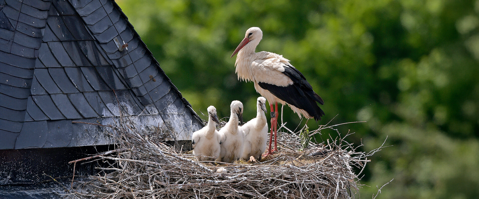 Storch mit drei Jungtiere im Nest
