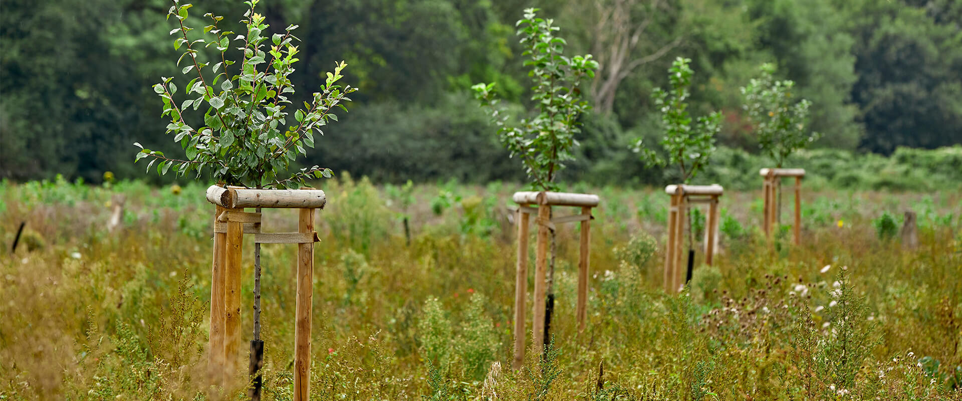 Herbstanfang auf der Streuobstwiese