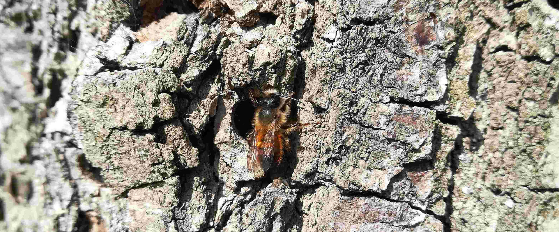 Wildbiene auf der Streuobstwiese