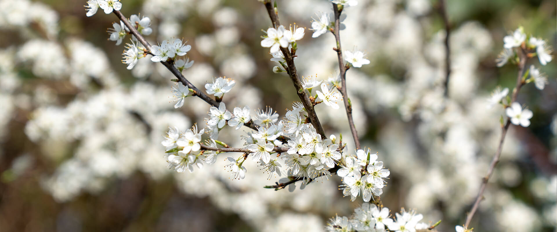 Apfelblüte auf der Streuobstwiese